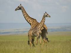 
      
      Dark coloured giraffes less friendly: Study
      
      