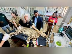 
      
      African Cheetahs get health checkups as MP's Kuno National Park 
      
      