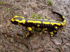 
    Humans have salamander-like ability to repair cartilage in joints: Study
    