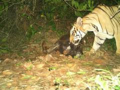
      
      Andhra forest officials launch 'Operation Cage' to catch tiger
      
      