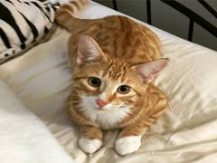 
      
      Much like dogs, cats can be securely or insecurely bonded to...
      
      