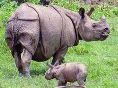 
      
      Kaziranga: Population of one-horned rhinoceros increases by 200 
      
      