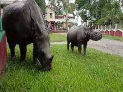 
      
      Assam: Rhinos escape sanctuary in search of food amid floods
      
      