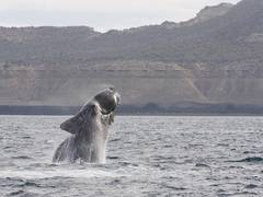 
      
      Here's what is affecting the movement of right whales
      
      