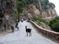 
      
      As humans stay indoors amid COVID-19 pandemic, animals thrive...
      
      