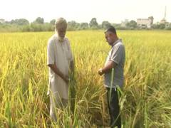 
      
      Cases of paddy straw burning drop in Punjab's Ludhiana
      
      