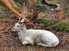 
      
      Rare deer found alive after extinction!
      
      