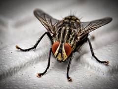 
      
      Flies possess more sophisticated cognitive abilities than...
      
      