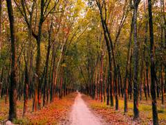 
      
      Living near green spaces might benefit against symptoms of PMS
      
      