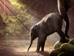 
      
      Elephant extinction may raise carbon dioxide levels in...
      
      
