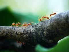 
      
      Scientists find important genetic factor behind insect migrations
      
      