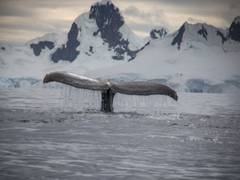 
      
      Greenland's nutrients changing with global impact, finds study
      
      