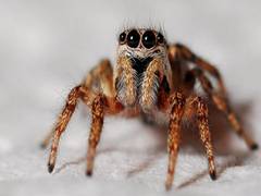 
      
      Surprising spider hair discovery may inspire stronger...
      
      