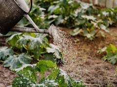 
      
      Limiting water stress risks: Irrigation management key for...
      
      