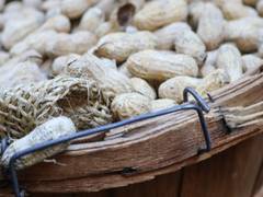 
      
      Peanuts potent in lowering cardiovascular disease risk: Study
      
      
