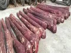
      
      Andhra Police seizes 30 red sandal logs in Chittoor
      
      