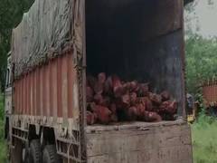 
      
      Forest officials seize lorry carrying 194 red sanders logs in...
      
      