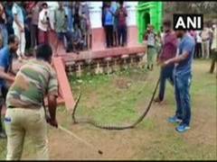 
      
      10-feet long King Cobra rescued in Odisha's Ganjam
      
      