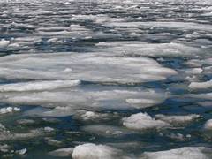 
      
      Melting Arctic sea ice linked to emergence of deadly virus: Study
      
      