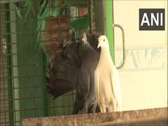 
      
      Several birds taken to hospital in Haryana's Gurugram
      
      