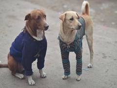
      
      Almost 300 stray dogs killed with poisonous injections in...
      
      