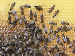 
      
      Intensive beekeeping not responsible for common bee diseases:...
      
      