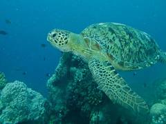
      
      Green turtles eat plastic that looks like their food: Study
      
      