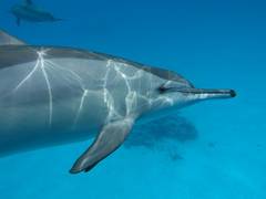 
    Study suggests animals could help humans monitor oceans
    