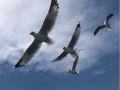 
    Seagulls devour donated food outside food bank in Worcester, England
    