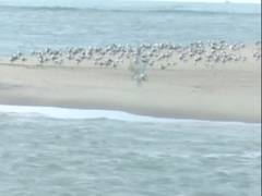 
      
      Rare sight of seagulls in Rameswaram's Dhanushkodi leaves...
      
      