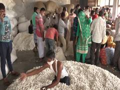
      
      Farmers in J-K's Udhampur generate good revenue from sale of...
      
      