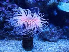 
    Sea anemones are ingesting plastic microfibers: Study
    