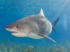 
      
      Study reveals tiger sharks are social creatures
      
      