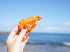
      
      Study reveals popular seafood species in sharp decline around...
      
      
