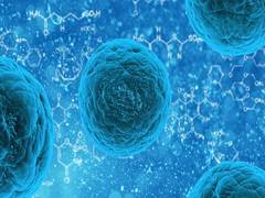 
      
      Stem cells shown to delay their own death to aid healing
      
      