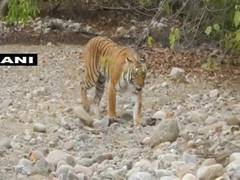 
      
      Illegal construction in Corbett Tiger Reserve example of...
      
      