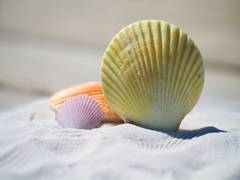 
      
      Study finds cone snail's venom might be able to treat diabetics
      
      