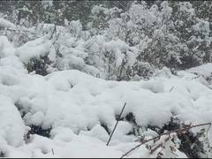 
      
      SDRF rescues 12 people stuck due to heavy snowfall in Uttarakhand
      
      