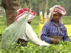 
      
      Deprived of clean drinking water, North Bengal tea garden...
      
      