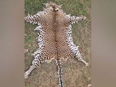 
      
      STF Odisha nabs wild life poacher, leopard skin seized
      
      