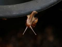
      
      Culprit of massive Tokyo rail power outage is a slug!
      
      