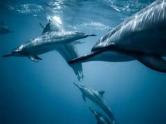 
    Study shows which mammals live most successfully alongside people
    