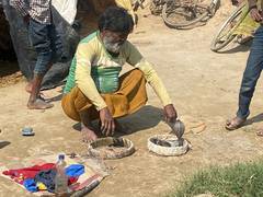 
      
      Uttar Pradesh election: Snake charmers seek caste recognition...
      
      