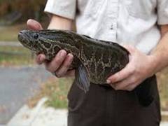 
    A species of fish that survives on land discovered in Georgia
    