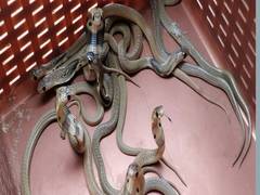 
      
      Odisha: More people died from snakebites than in natural...
      
      