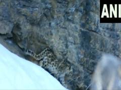 
      
      Snow leopard seen by ITBP troops near Kaza, Spiti Valley in...
      
      