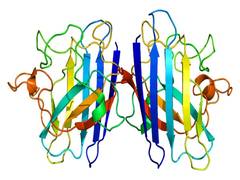 
      
      Scientists halt ALS using virus-delivered gene silencing therapy
      
      