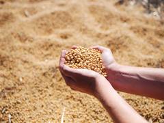 
      
      Study finds fermented soybeans suppress asthma-induced airway...
      
      
