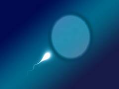 
    Research reveals how pollutants affect fertility
    