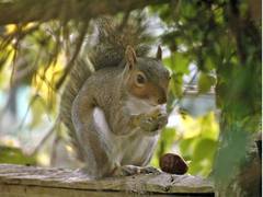 
    In self-isolation, US man makes picnic table for squirrels
    
